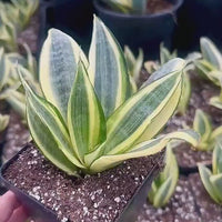 Rare Succulents - Sansevieria masoniana whale fin variegated