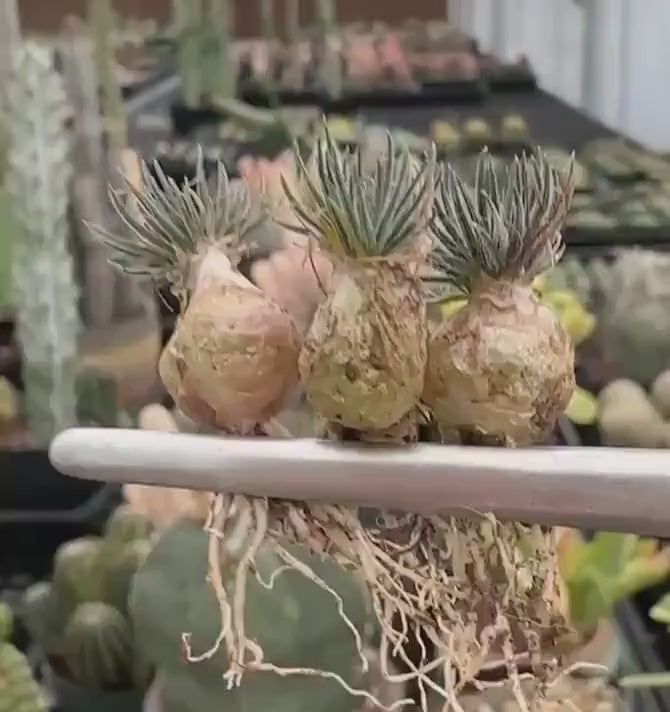 vegetable that looks like a succulent Rare Succulents