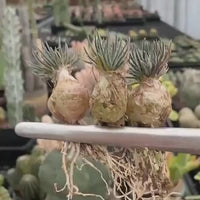 Rare Succulents - Ornithogalum Sardienii (0.4”)