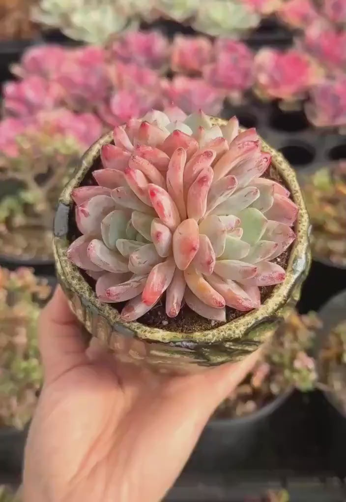 Rare Succulents