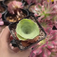 Rare Succulents - Greenovia Wine Cup (2”)