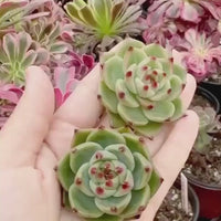 Rare Succulents - Echeveria Agavoides Blue Dragon