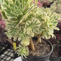Rare Succulents - Aeonium Variegated Maybach