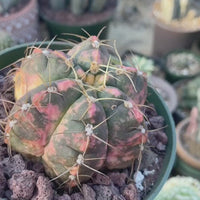 Rare Succulents - Gymnocalycium horstii Variegata (2.5”-3”)