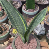 Rare Succulents - Sansevieria masoniana whale fin variegated (8”-10”)