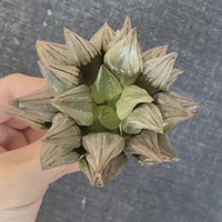 Rare Succulents - Haworthia magnifica var. atrofusca