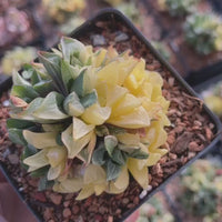 Rare Succulents - Haworthia Varigated Heidelbergensis with pups