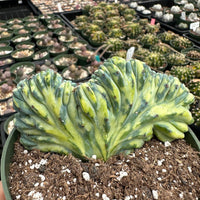 Rare Cactus - Myrtillocactus Geometrizans Crested var. Fred Variegata small