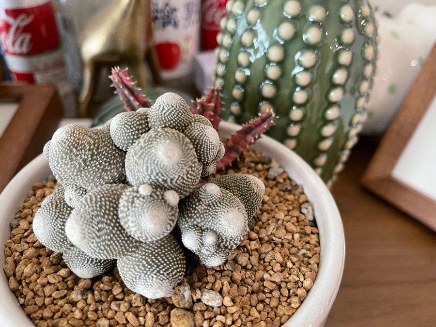 Rare Cactus - Blossfeldia liliputana