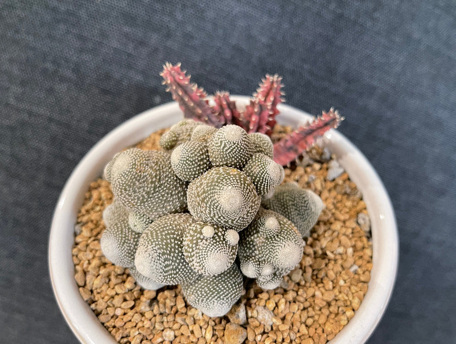 Rare Cactus - Blossfeldia liliputana