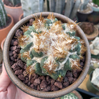 Rare Cactus - Coryphantha elephantidens thorn crested (4” pot)