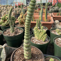 Rare Cactus - Eulychnia Crastanea Spiralis (10”)
