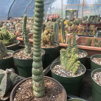 Rare Cactus - Eulychnia Crastanea Spiralis (10”)