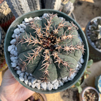 Rare Cactus - Gymnocalycium Spegzzinii v. unguispinum (5.5” pot)