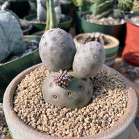 Rare Cactus - Tephrocactus geometricus triple balls