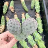 Rare Cactus - Tephrocactus geometricus triple balls