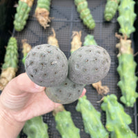 Rare Cactus - Tephrocactus geometricus triple balls
