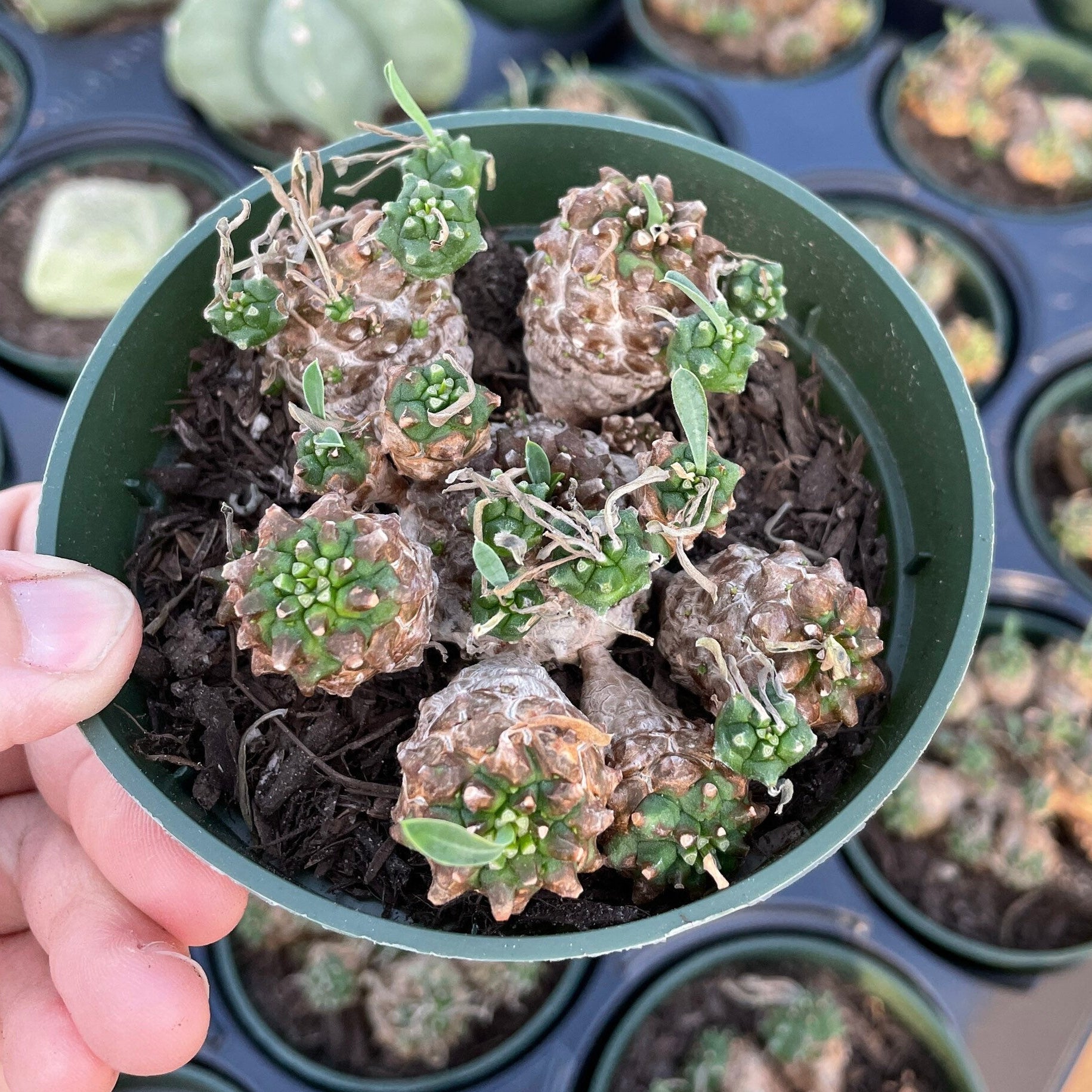Rare Euphorbia
