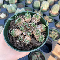 Rare Euphorbia - Euphorbia Japonica