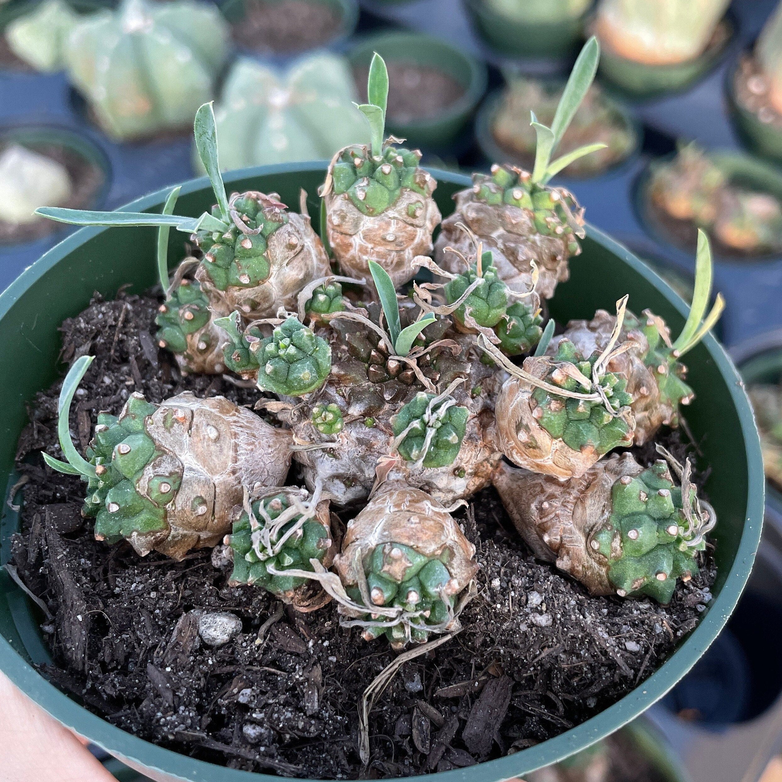 japonica succulent Rare Euphorbia