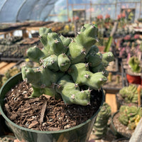 Rare Euphorbia - Euphorbia clivicola (5.5” pot)