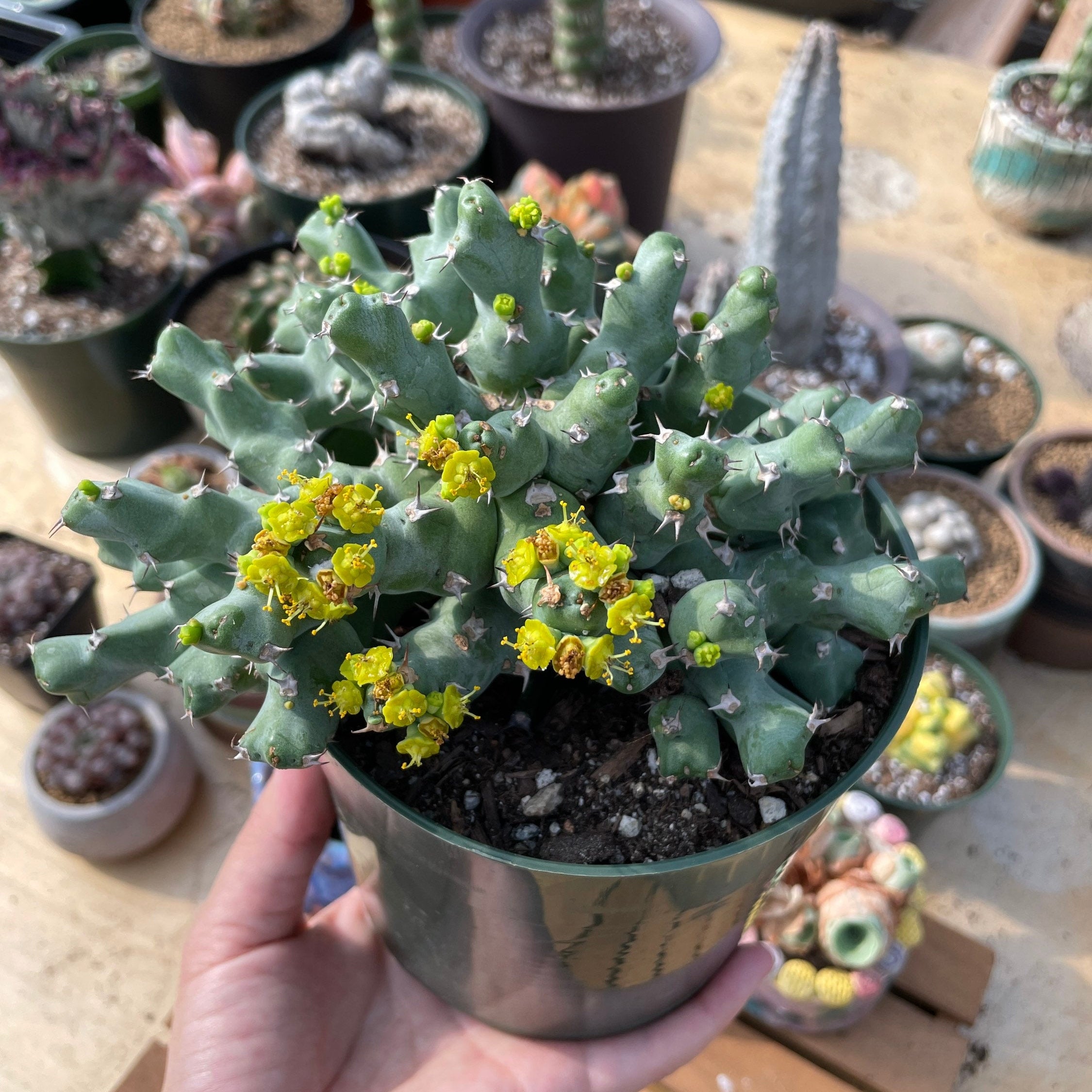 euphorbia potted plant Rare Euphorbia