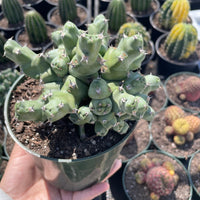 Rare Euphorbia - Euphorbia clivicola (5.5” pot)