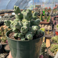 Rare Euphorbia - Euphorbia clivicola (5.5” pot)