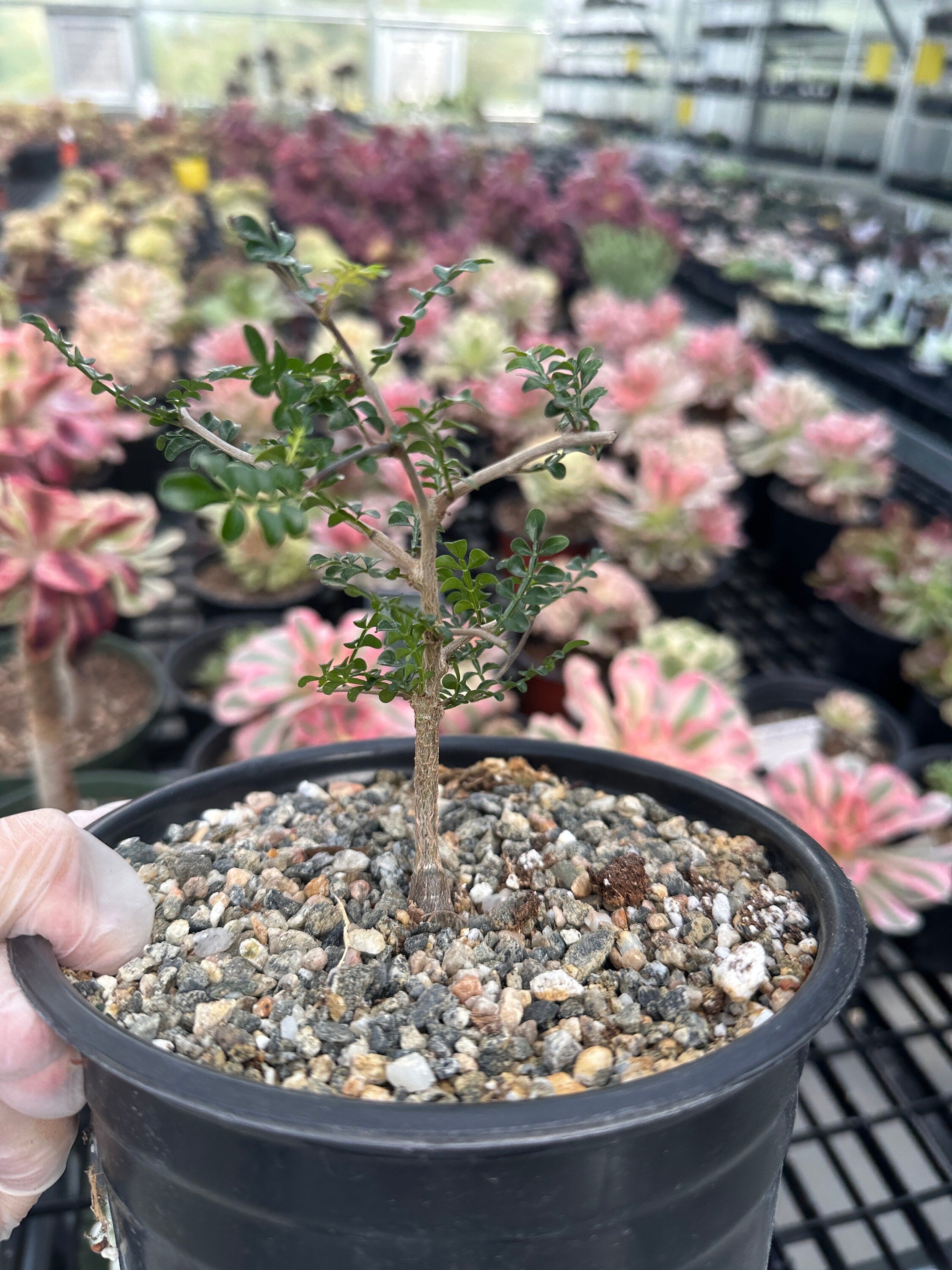 small tree succulent Rare Succulent