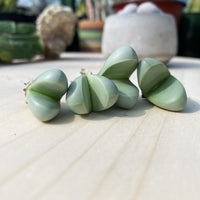 Rare Succulents - Argyroderma delaetii (0.5”-0.7”)
