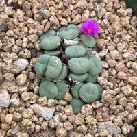 Rare Succulents - Conophytum Minutum small cluster (4” pot)
