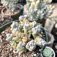 Rare Succulents - Crassula Deceptor cluster (2-5”-3”)