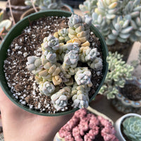 Rare Succulents - Crassula Deceptor cluster (2-5”-3”)