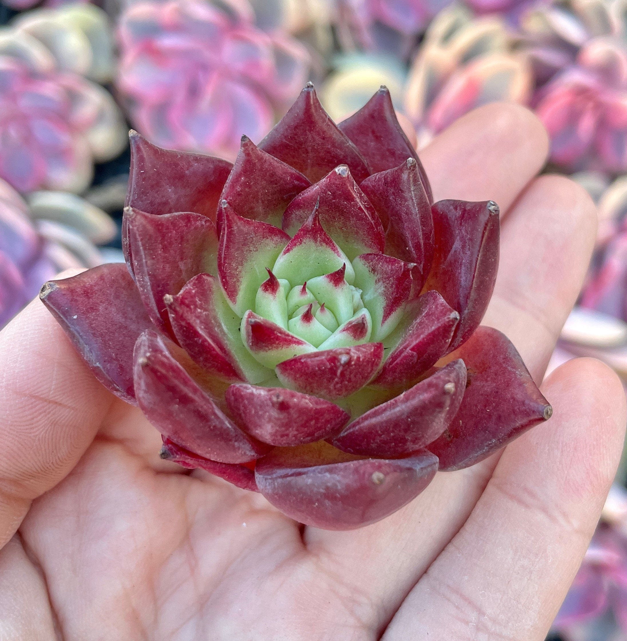 agavoides succulent Rare Succulents