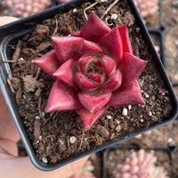 Rare Succulents - Echeveria Agavoides Cayenne