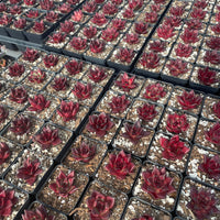 Rare Succulents - Echeveria Agavoides Cayenne