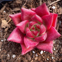 Rare Succulents - Echeveria Agavoides Cayenne