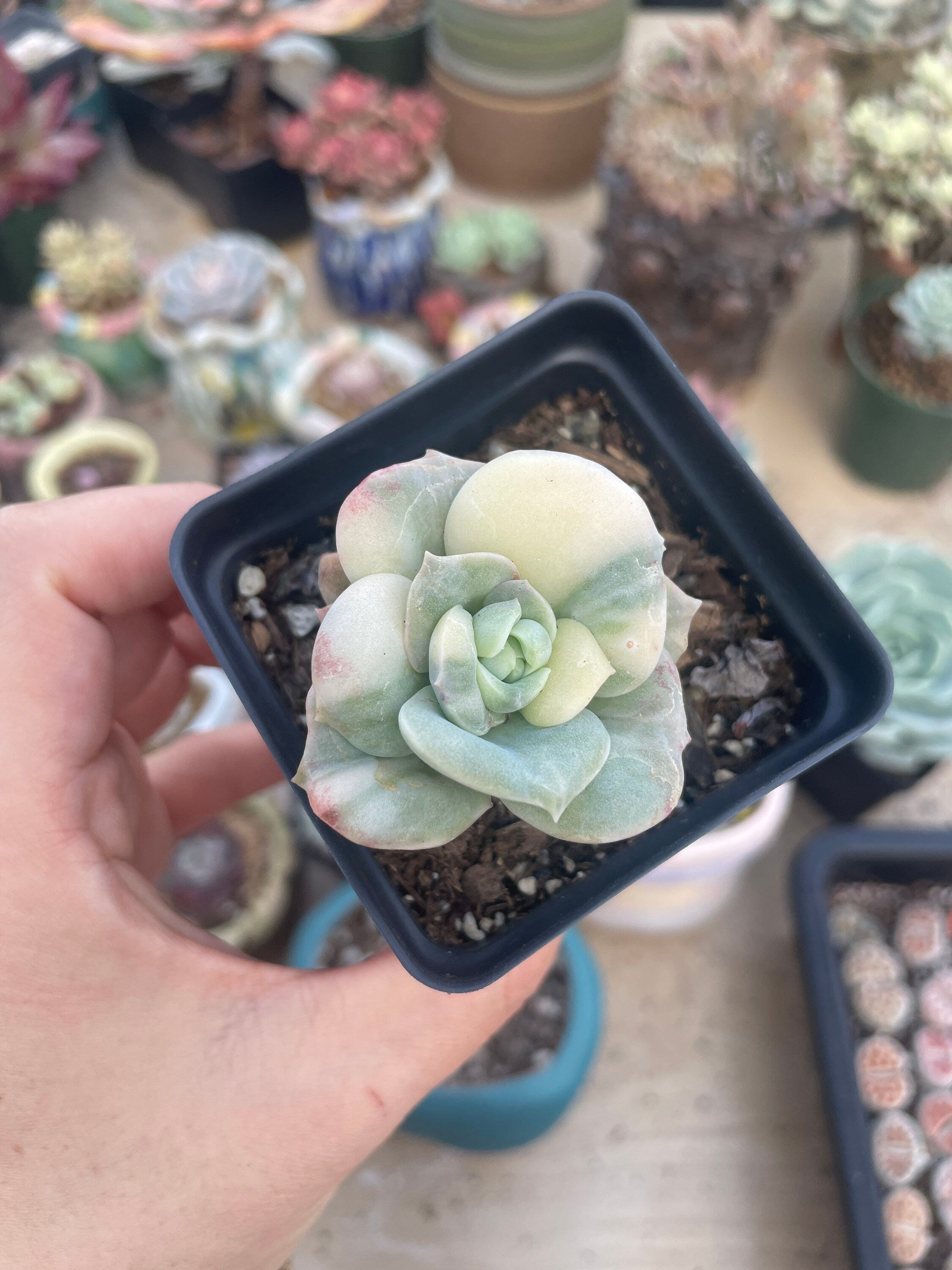 Rare Succulents