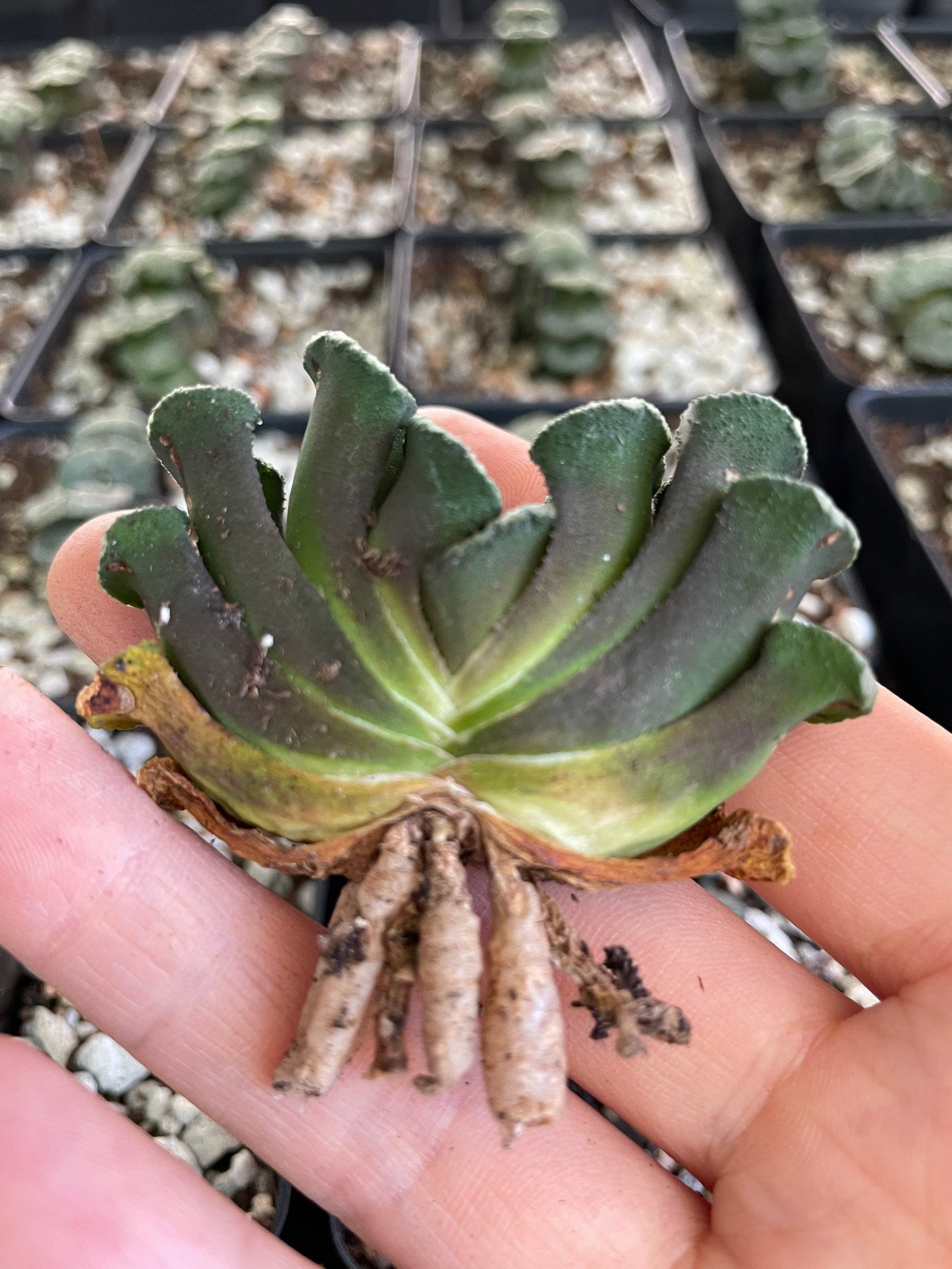 horrocks succulents Rare Succulents
