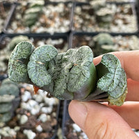 Rare Succulents - Haworthia Black Woutera