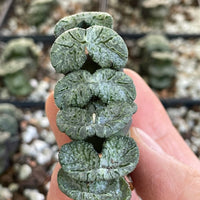 Rare Succulents - Haworthia Black Woutera