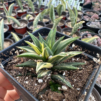 Rare Succulents - Haworthia varigated Ivory Tower