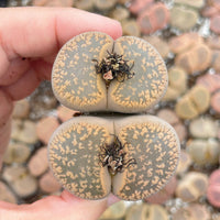 Rare Succulents - Lithops Aucampiae double heads extra large (2”+)