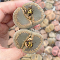 Rare Succulents - Lithops Aucampiae double heads extra large (2”+)