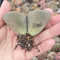Rare Succulents - Lithops Aucampiae double heads extra large (2”+)