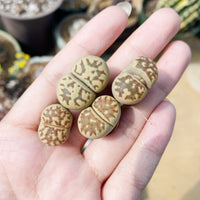 Rare Succulents - Lithops Dorotheae Single heads