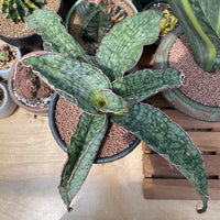 Rare Succulents - Sansevieria Blue Silver (8”-10”)