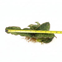 Rare Succulents - Sansevieria Blue Silver (8”-10”)