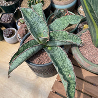 Rare Succulents - Sansevieria Blue Silver (8”-10”)