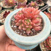 Rare Succulents - Sedeveria Pink Ruby Cluster (2.5”)